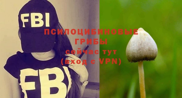 шишки Болотное