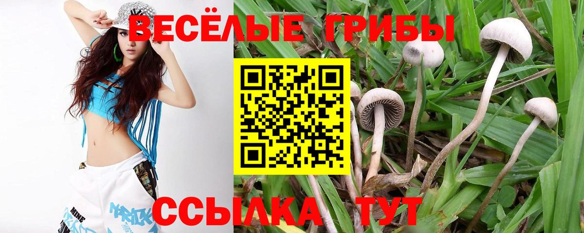 Псилоцибиновые грибы Psilocybe Александров
